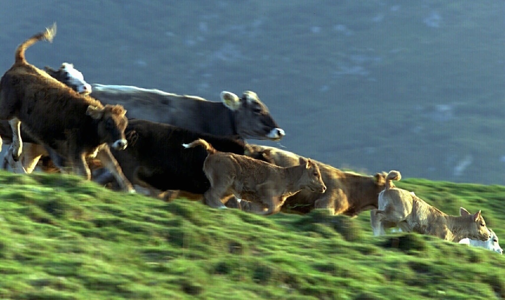 Les bovins ont quitté leur pâturage en fuyant avant de terminer leur course mortelle dans une rivière.