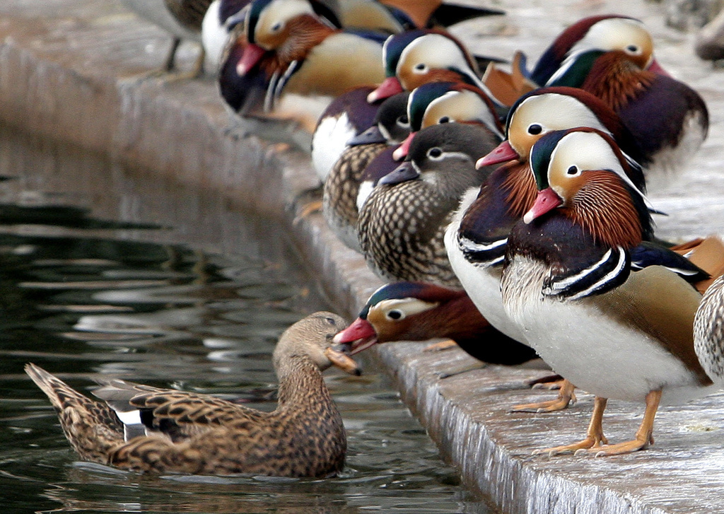 Le conflit opposait la propriétaire, qui élevait une cinquantaine de canards dans la commune depuis 36 ans, à un couple ayant acquis la propriété voisine il y a un an environ. (illustration)