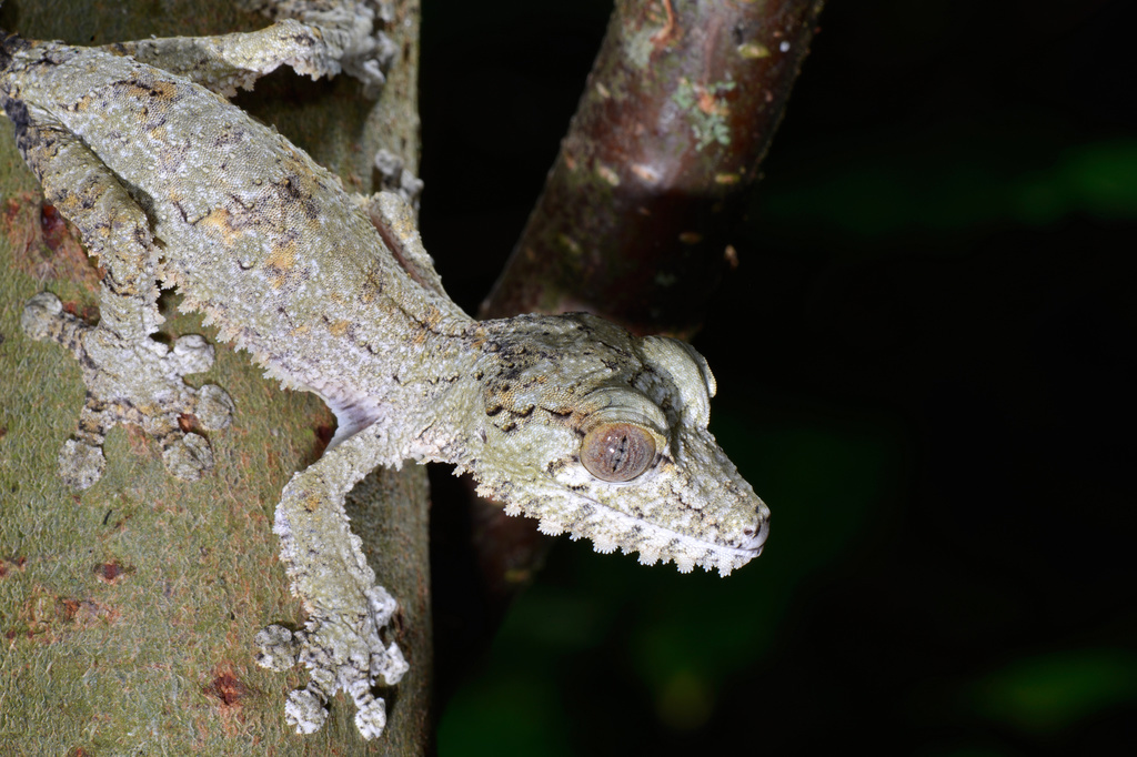Dans certains pays, les geckos sont considérés comme portent bonheur. (illustration)
