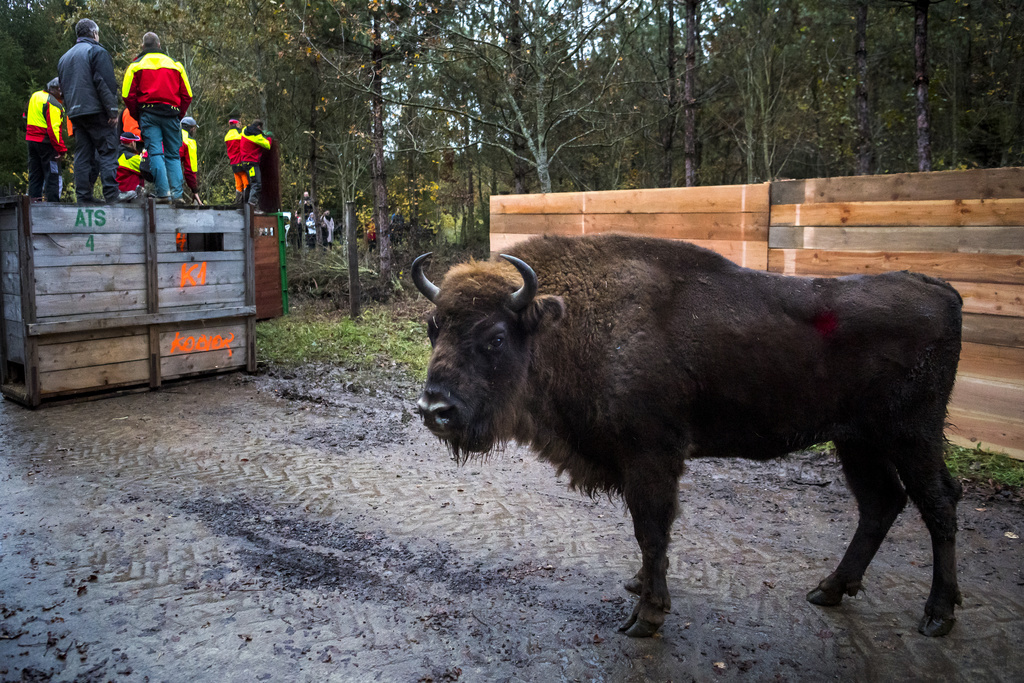 Ces bisons ont été sélectionnés par l'European Bison Survival Group (EBSG), basé à Varsovie (Pologne), afin de former une cellule de conservation génétique. 