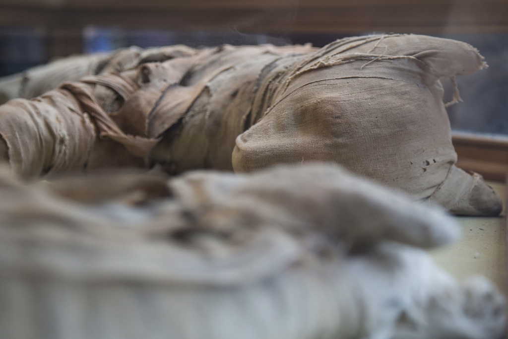 Les archéologues ont par exemple découvert des lionceaux momifiés. 