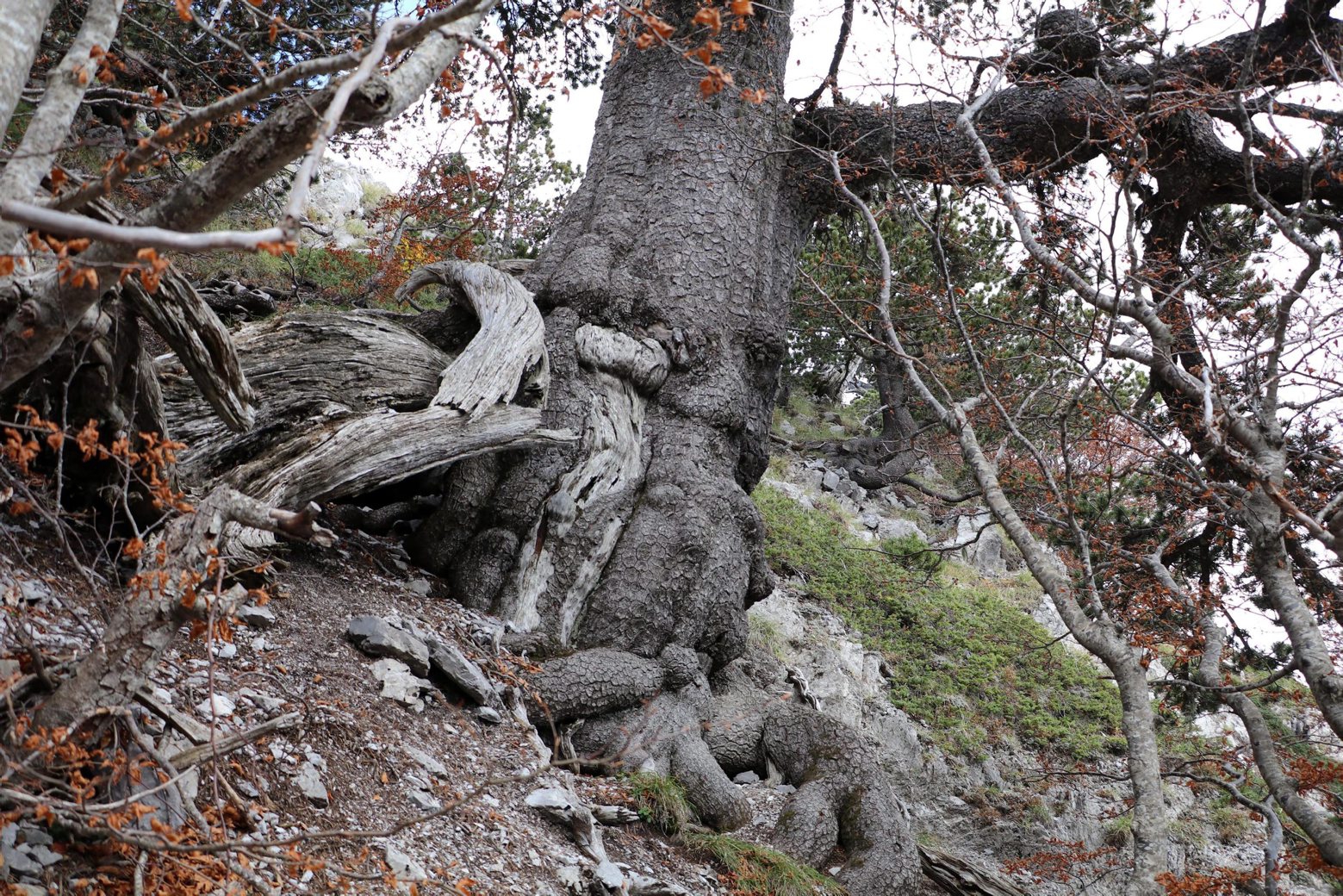 epa07959576 A view of Italus, the oldest tree in Europe, at the Pollino National Park, in Cerchiara di Calabria (Cosenza), Italy, 30 October 2019. Italus is a loricate pine and was discovered in 2017 following a research. Italus is 1,230 years old, located at an altitude of 1,900 meters above sea level.  EPA/LUIGI SALSINI ITALY EUROPE OLDEST TREE