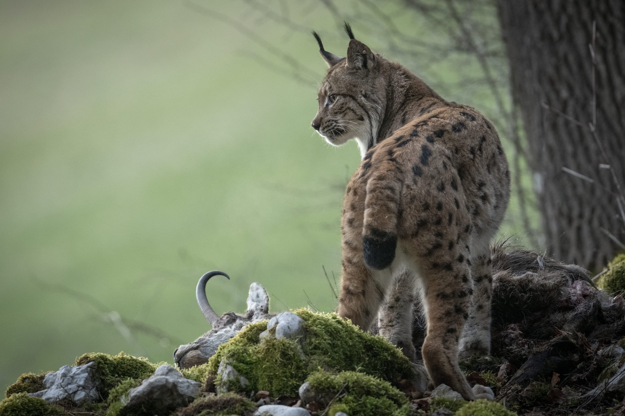 Le lynx aurait été braconné en Valais, selon la RTS.