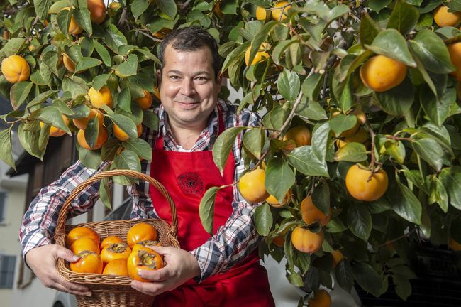 Nicolas Roduit, directeur de Roduit-Plants à Fully, devant un plaqueminier. «Les kakis sont de plus en plus demandés par nos clients. C’est un fruit à la mode.» 