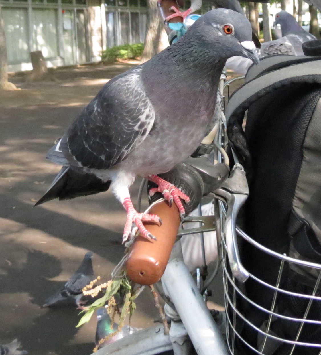 Les fils ou cheveux qui s'enroulent autour des pattes des pigeons sont des pièges pour eux.