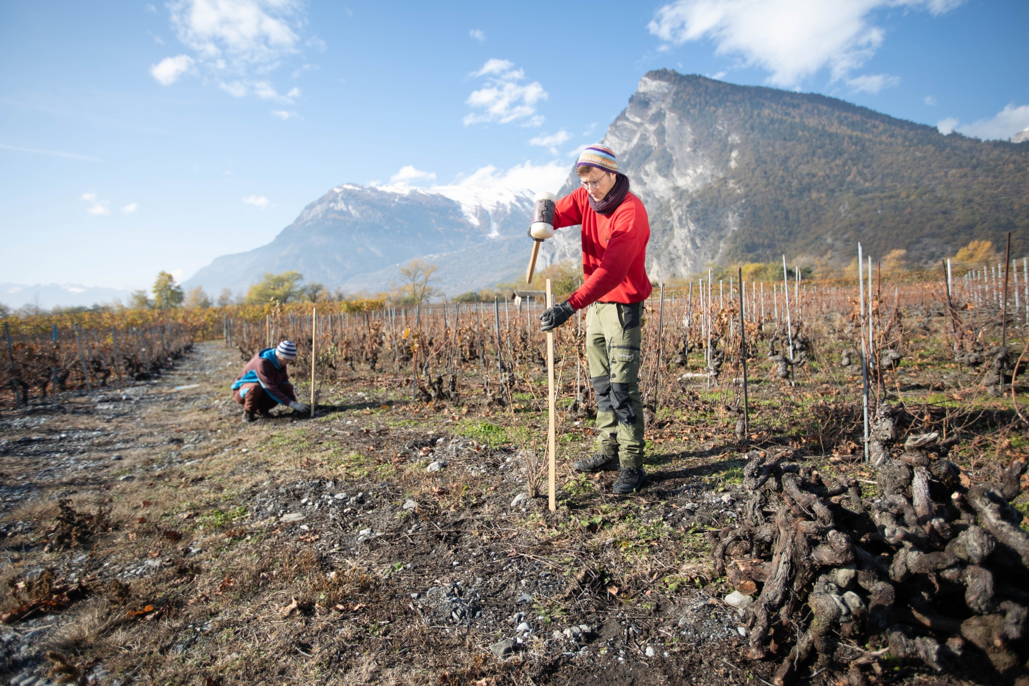 Les plantations s'achèvent ce mardi. Elles ont été pilotées par la Station ornithologique suisse.