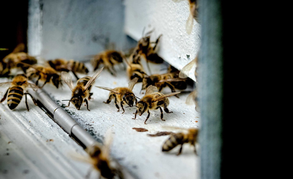 Concernant la Suisse, le rapport relève que plus de la moitié des près de 600 espèces d'abeilles sauvages sont menacées.