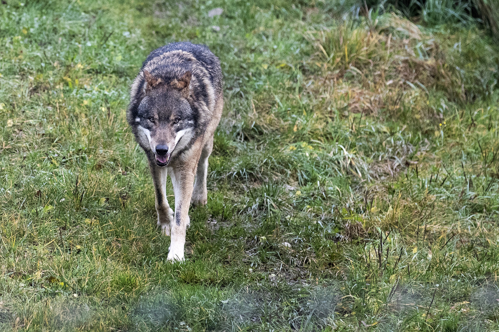 Le loup pourrait être un spécimen qui traverse régulièrement la frontière entre la Belgique et l'Allemagne. (Illustration)