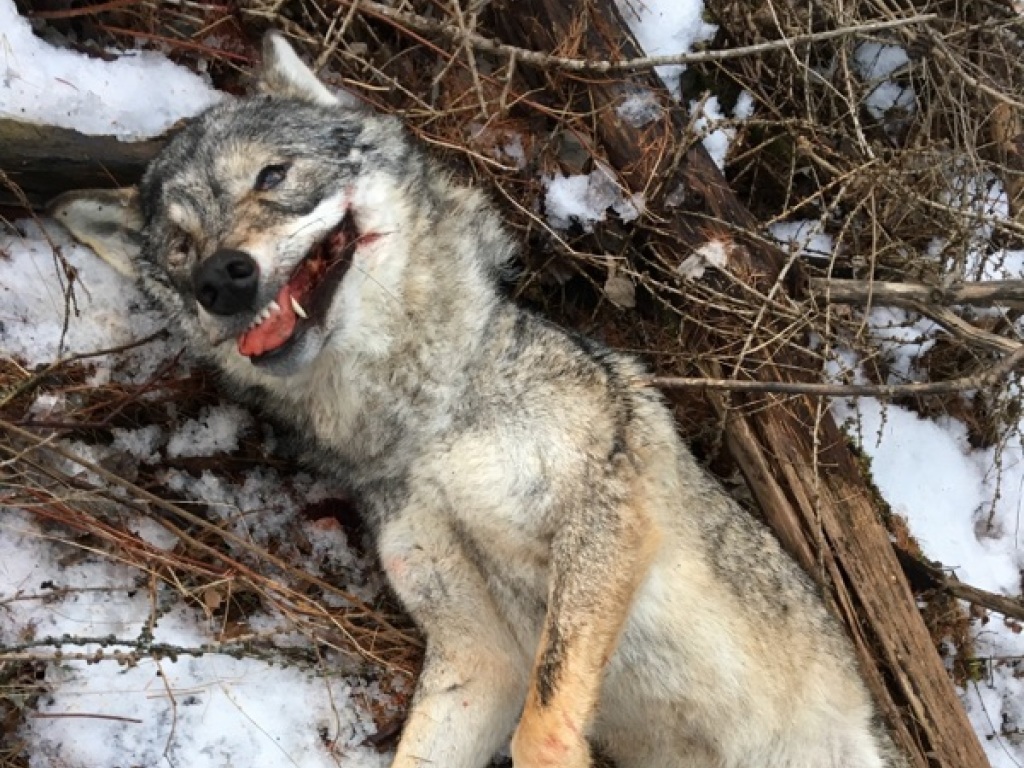 Dans les Grisons, des centaines d'animaux meurent chaque année sur les routes.