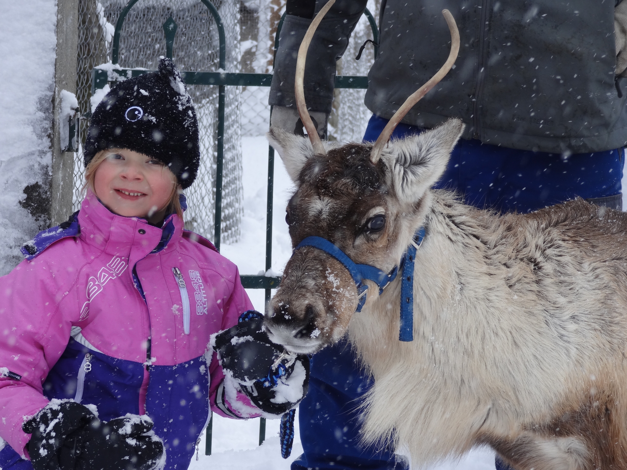 Les enfants avaient beaucoup apprécié la présence des rennes l'an dernier.