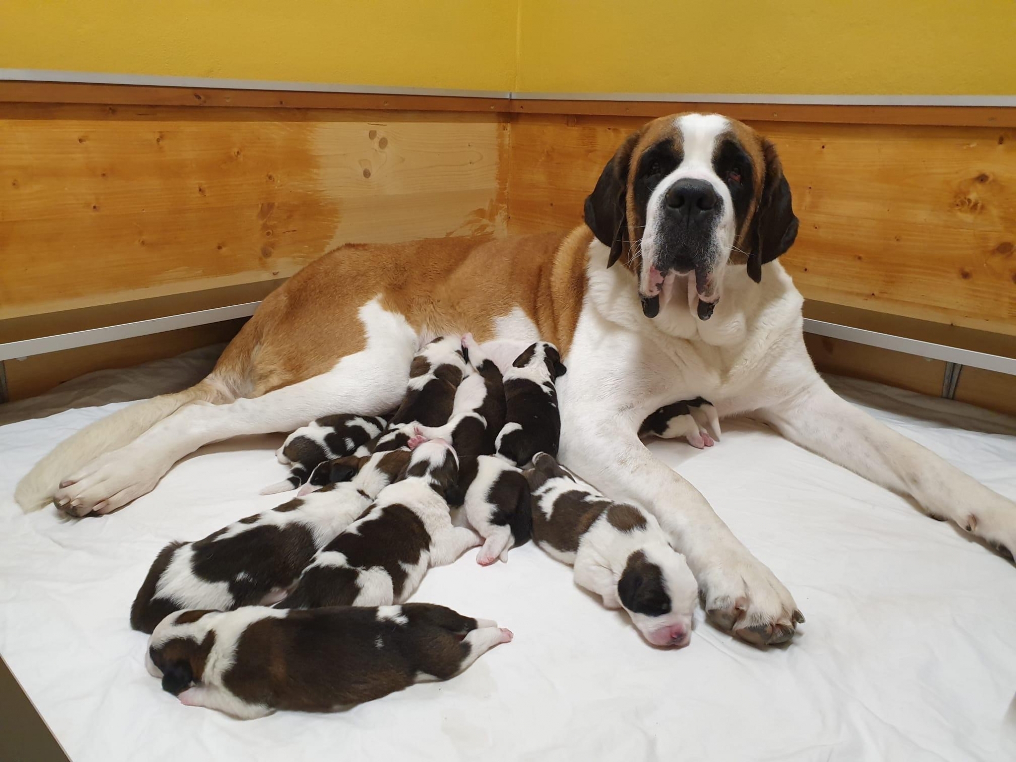 Tosca du Grand-Saint-Bernard, dont c'est la première portée, a mis au monde dix chiots en parfaite santé.