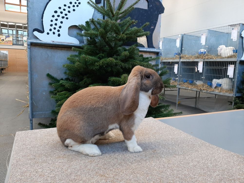 Les lapins sont toujours beaucoup appréciés en exposition. Ici, un bélier français propriété d’Abel Lambiel a obtenu le titre de champion suisse de sa catégorie en Appenzell.