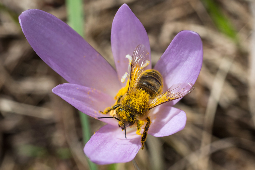 La commission avait déposé une première motion demandant au Conseil fédéral d'assurer la mise en oeuvre immédiate des plans d'action sur la biodiversité, la santé des abeilles et les produits phytosanitaires. (illustration)