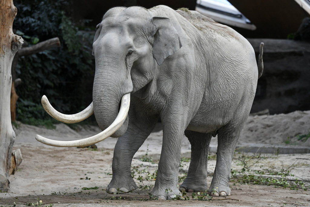 Maxi se distinguait des autres éléphants du zoo par ses très longues défenses.