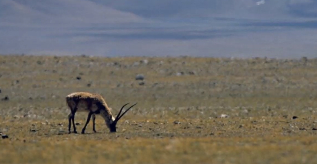 Pour produire un seul châle, trois à cinq antilopes du Tibet doivent être tuées.