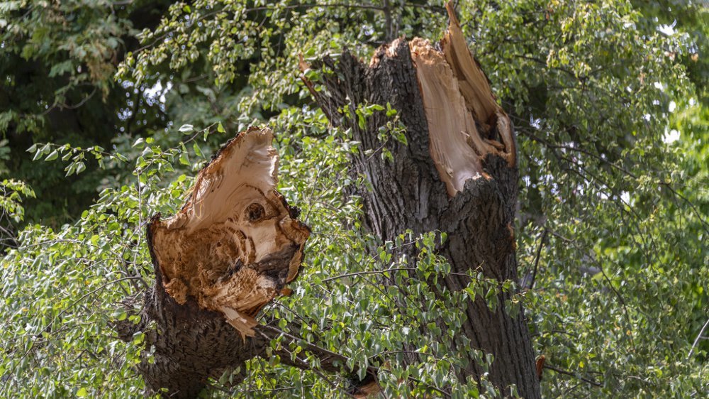 Une chute d'arbres est à l'origine de la coupure de courant qui a frappé Sierre mardi soir. (Image d'illustration)