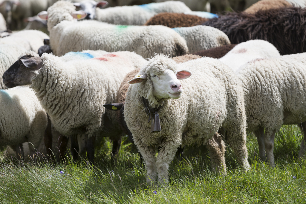 Les moutons volés ont rapidement été vendus.