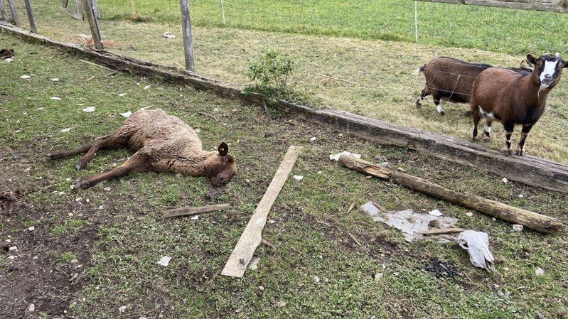 Des policiers en patrouille avaient d'abord trouvé un mouton mort dans un pâturage. (Archives)