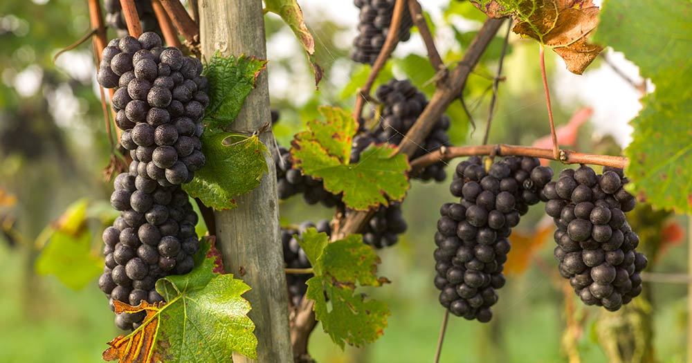 L'un des objectifs visés par les postulants est d'augmenter la culture bio dans nos vignobles.