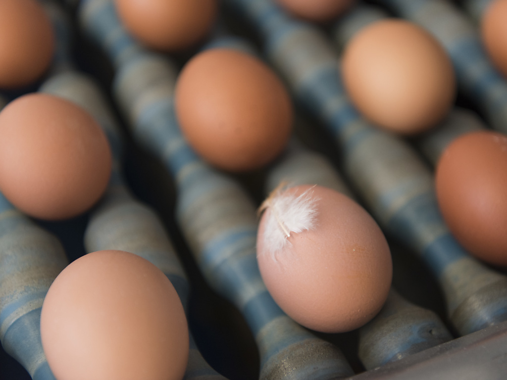 Chaque habitant de Suisse a consommé en moyenne 184 oeufs en 2019. Les poules suisses ont pondu plus d'un milliard d'unités, un record (archives).