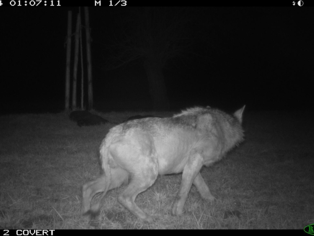 Plusieurs pièges photographiques ont permis d'établir que le loup souffrait d'une maladie qui lui faisait perdre sa fourrure. Son état de santé s'est fortement dégradé ces dernières semaines.