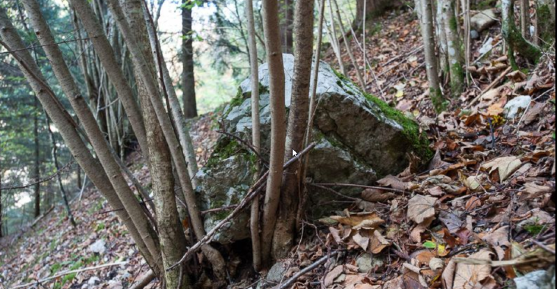 La gestion des forêts de protection représente un coût énorme, largement subventionné par les pouvoirs publics.