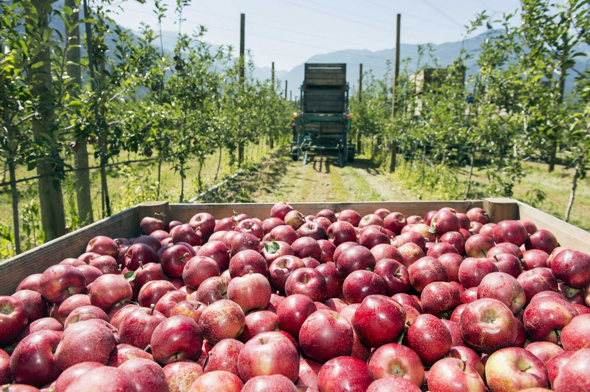 L'an dernier, la récolte de pommes valaisannes a enregistré un recul de 11% par rapport à 2018.