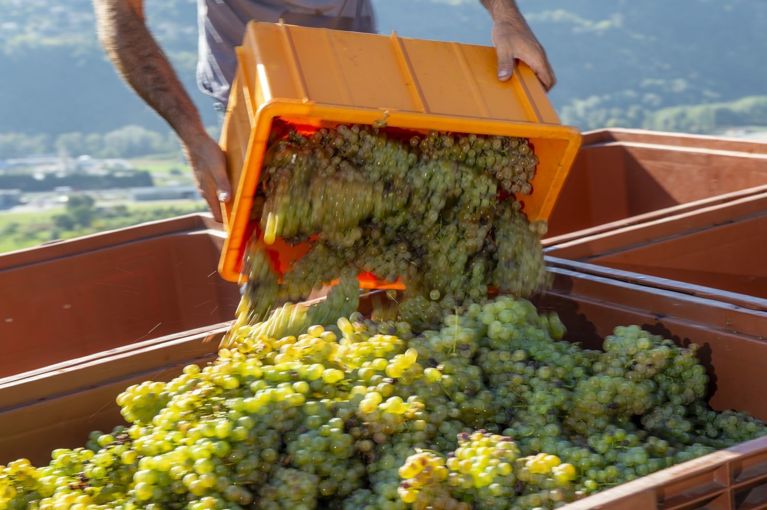 Le Covid-19 a ralenti la consommation et grossi les stocks de vins en Valais.