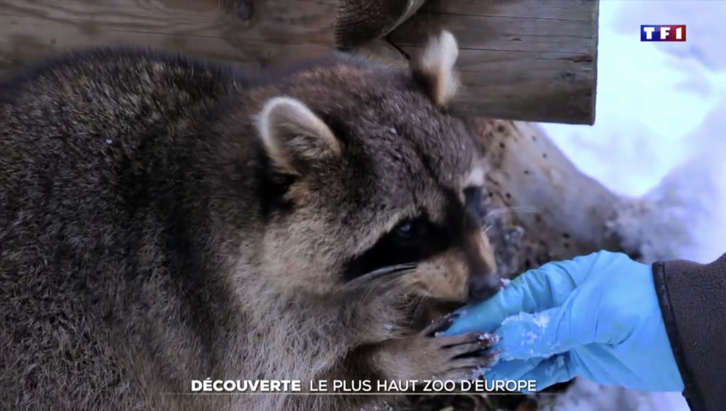 Mardi 10 mars dernier, les animaux du zoo des Marécottes ont eu leur heure de gloire sur TF1.