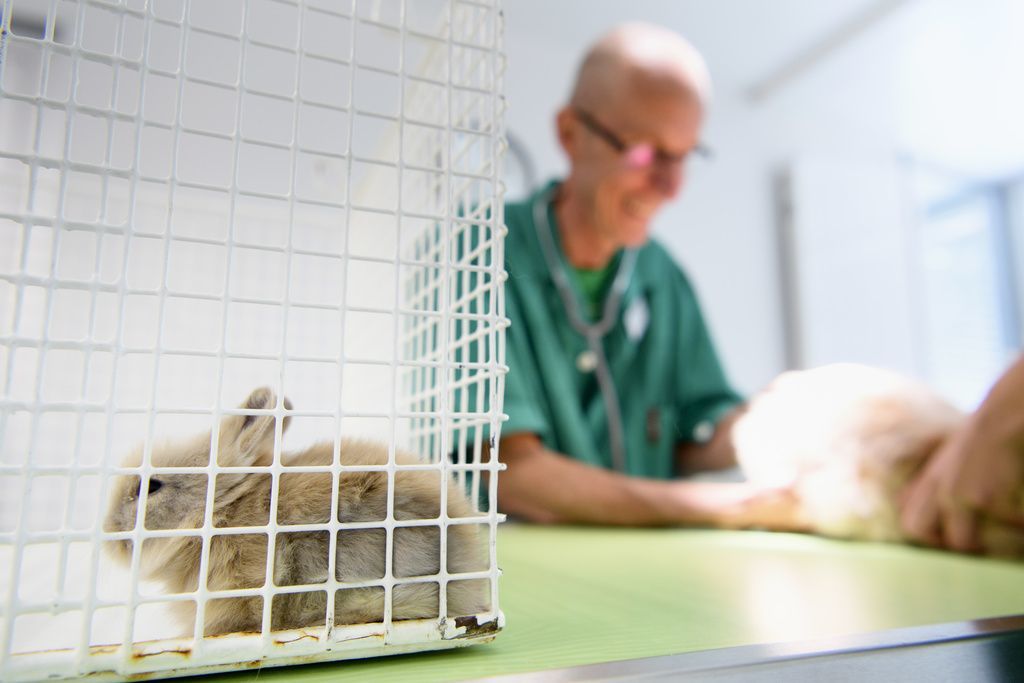 Les cabinets vétérinaires peuvent à nouveau dispenser l'intégralité de leurs prestations dès lundi 27 avril.