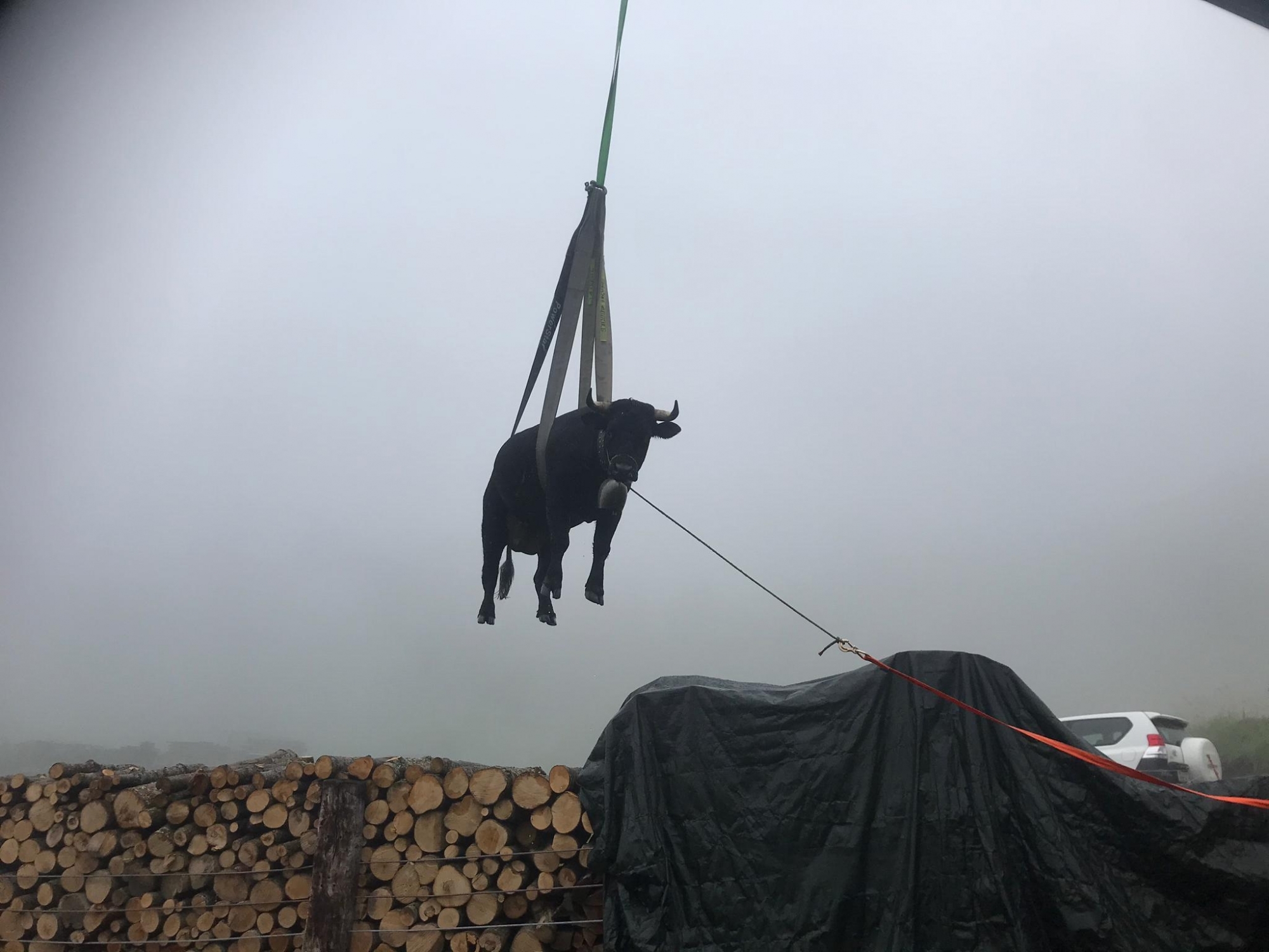 Bien sanglée, la vache semble prendre la pose avant de retrouver son pâturage grâce à l'intervention des pompiers.