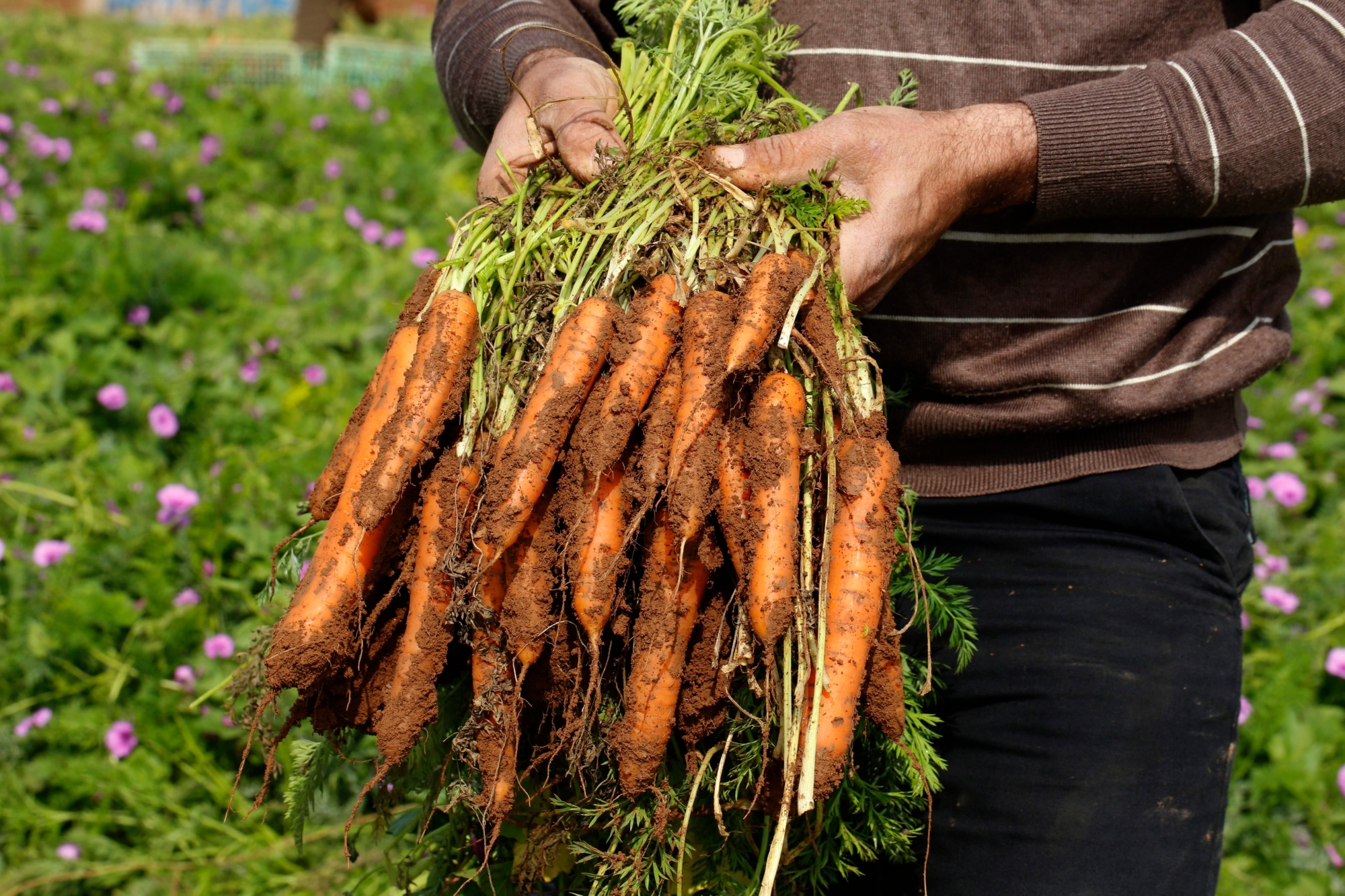 epa04710344 A Palestinian farmer shows the first harvest of carrots on farm near the West Bank City of Nablus, 18 April 2015. Agriculture and farming in the West Bank and Gaza Strip is 'the core of the Palestinian lifestyle and culture' and vital to the region. Farmers mainly offer their fruits and vegetables through local markets while only marginal export to the Middle-East, Gulf and Europe.  EPA/ALAA BADARNEH MIDEAST PALESTINIANS AGRICULTURE