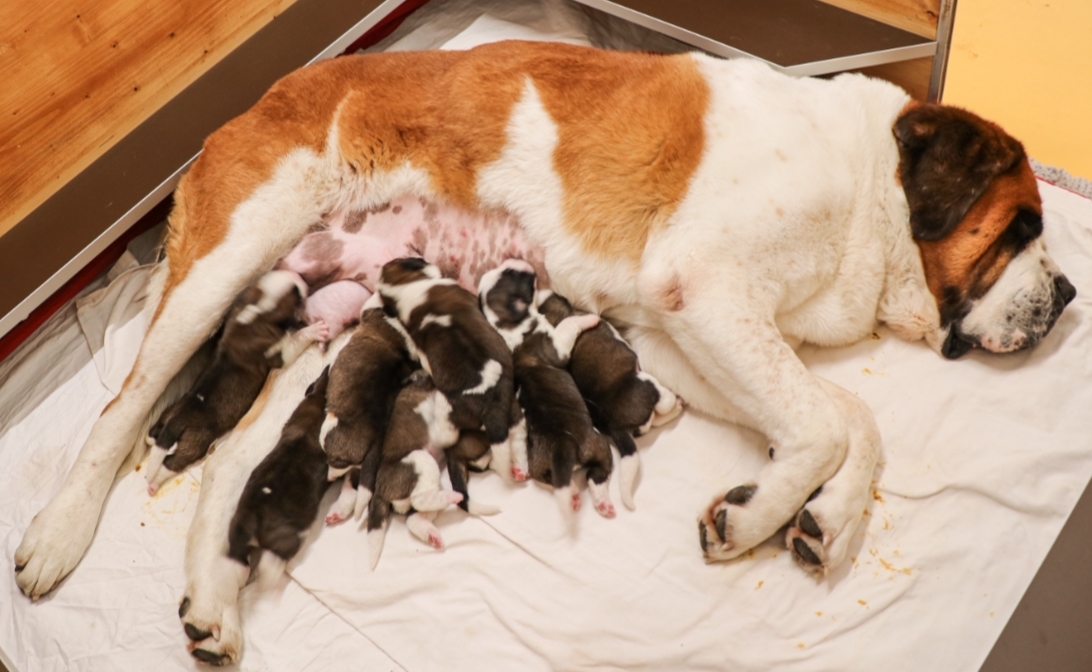 La chienne Hoxane du Grand St. Bernard et le mâle Florenzo vom Baronenschloss sont devenus parents de six mâles et quatre femelles en parfaite santé le 1er avril. 