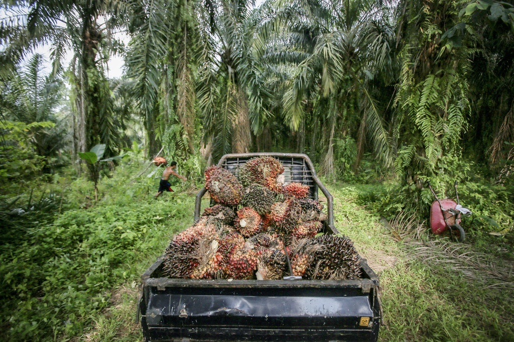 L'Indonésie n'est toujours pas disposée à mettre en œuvre des normes écologiques et sociales pour empêcher la destruction des forêts tropicales, écrit le comité référendaire. (illustration)