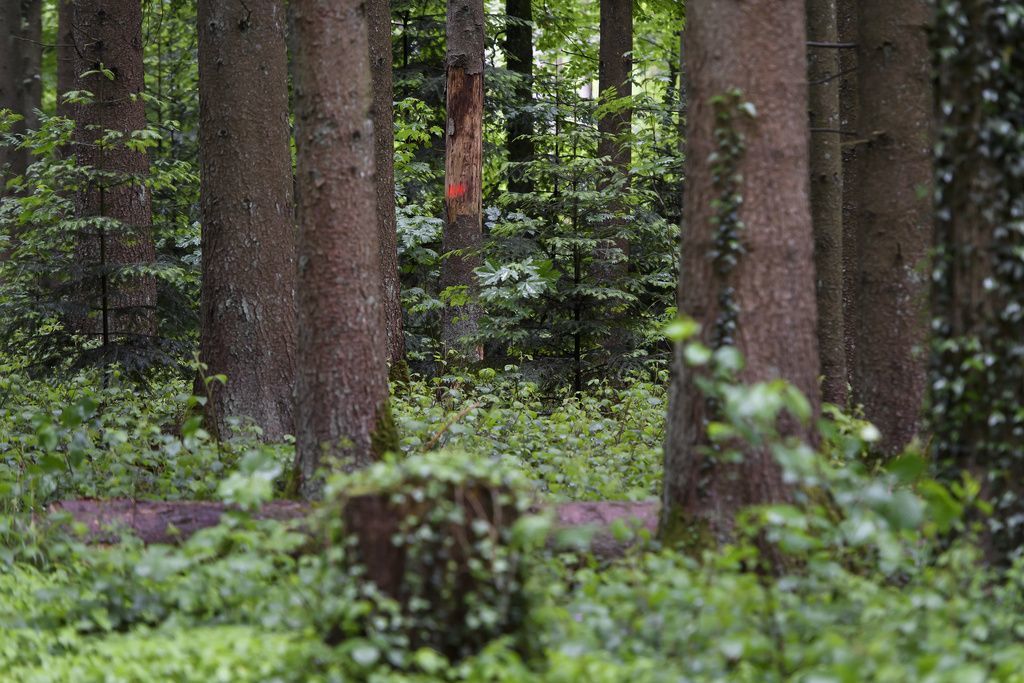 Les forêts suisses sont plus diversifiées que lors du dernier inventaire fédéral, mais la surface non gérée a augmenté (archives).