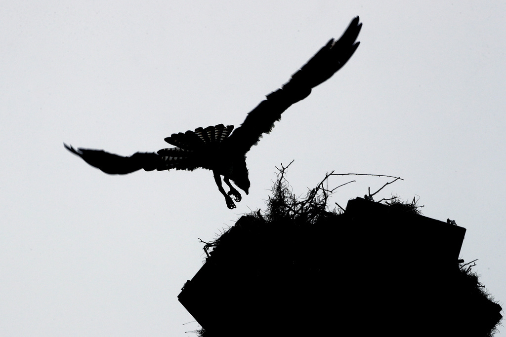 "Mouche" et un mâle ont été repérés dans un nid dans le département français de Moselle. (illustration)