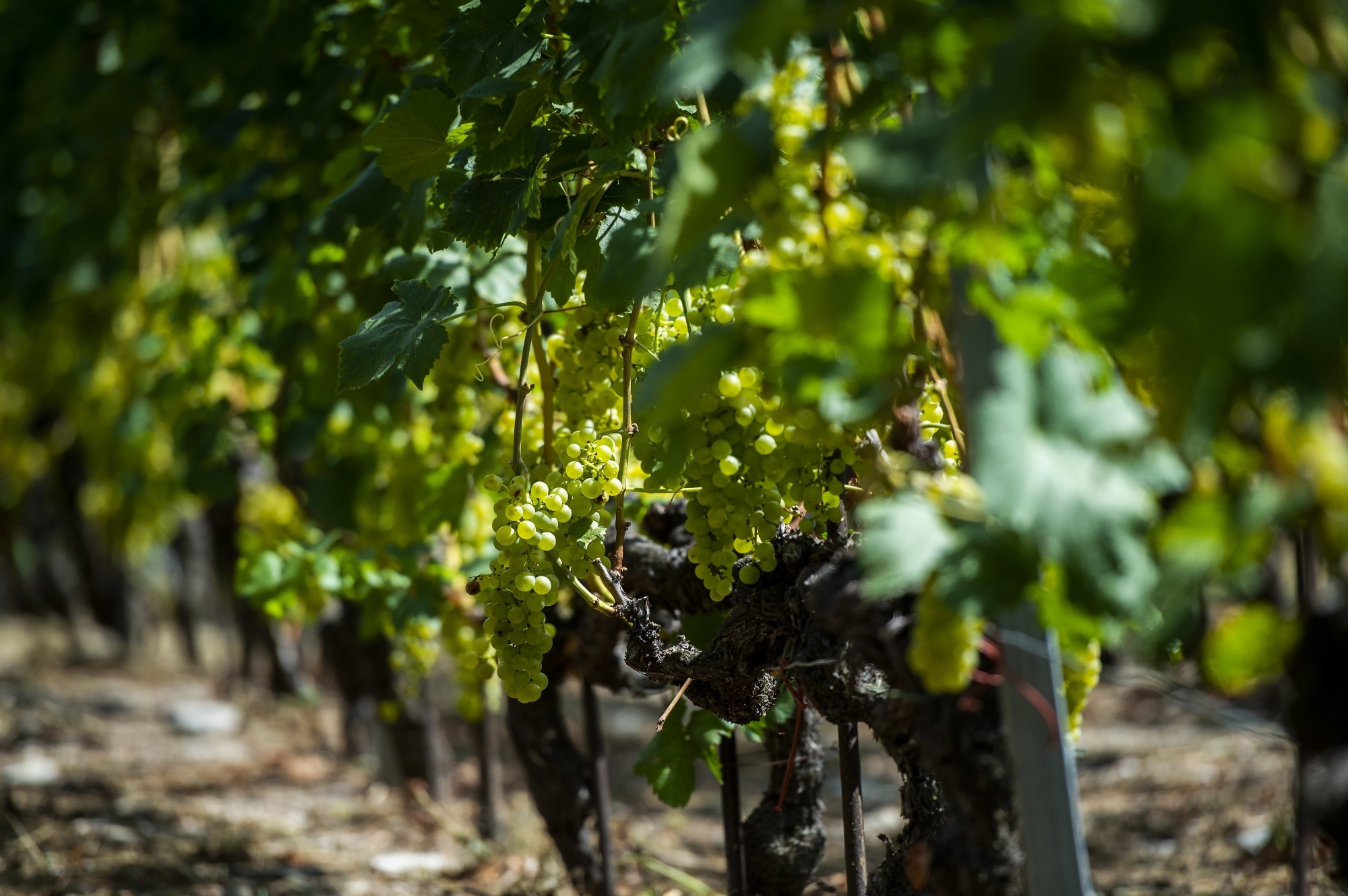 Les acteurs de la vigne et du vin espèrent que les actions promotionnelles en cours pour favoriser l’achat de vin suisse dans la grande distribution et les établissements publics permettront d'enrayer la crise.