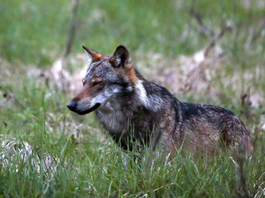Les premières observations de loups en Valais – comme ce spécimen de la Vallée de Conches – remontent à 1995, et la première preuve de reproduction date de 2016 (archives).