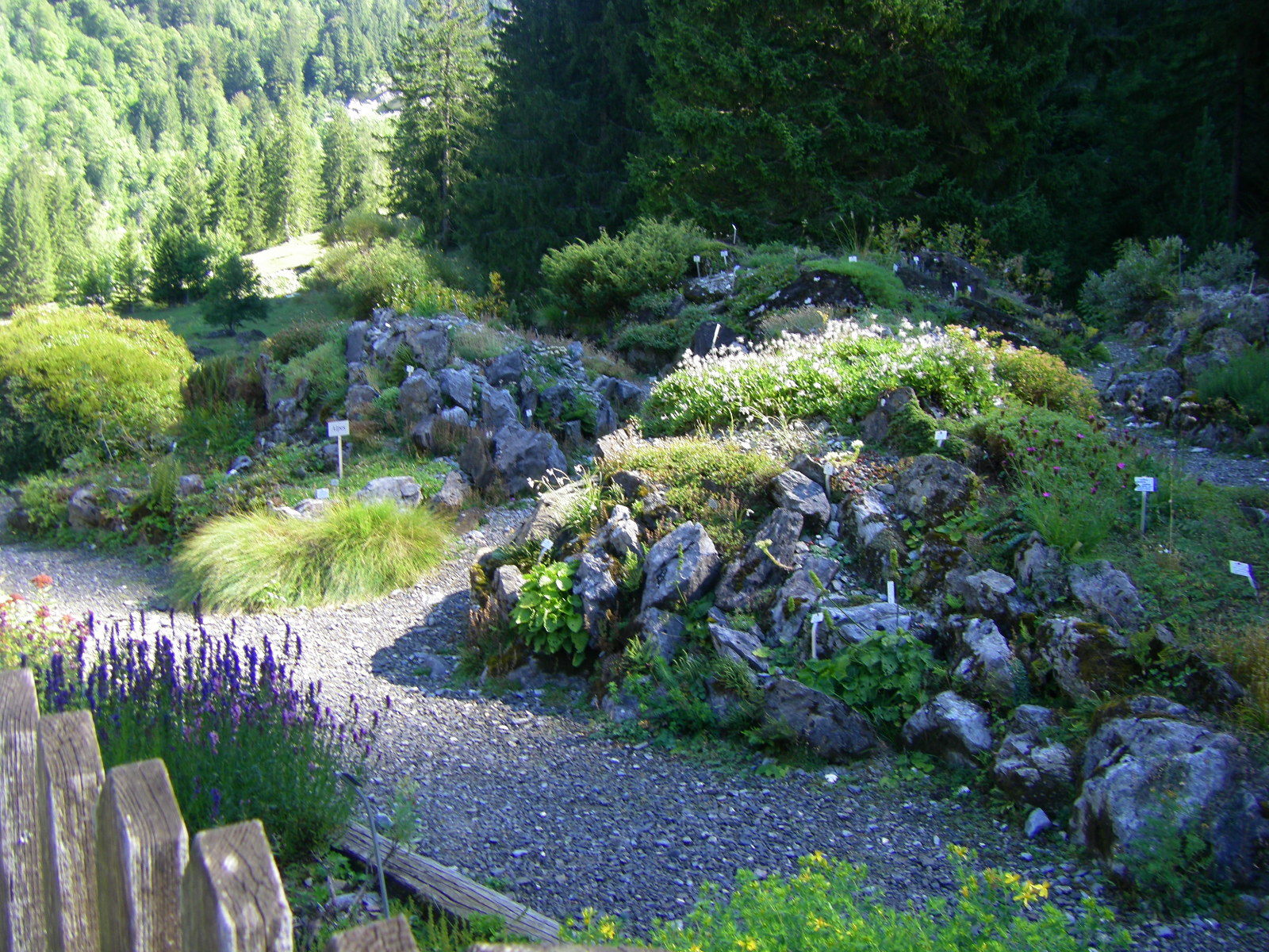 Le jardin alpin La Thomasia à Pont de Nant, sur les hauts de Bex, abrite plus de 3000 espèces de plantes du monde entier.