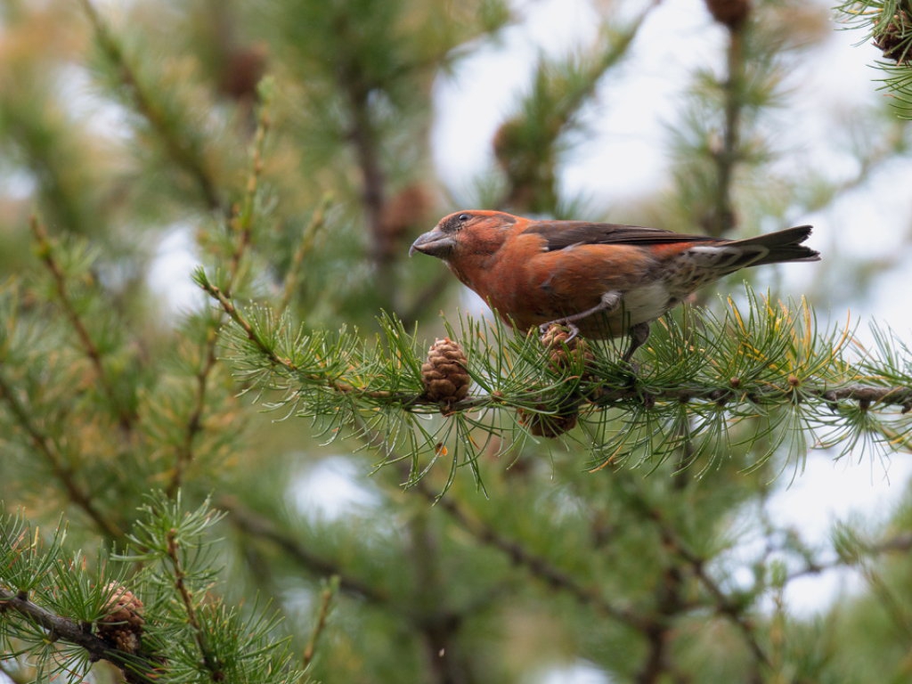 Le bec croisé des sapins est un oiseau très spécialisé vivant jusqu'à 3000 mètres d'altitude et qui se nourrit presque exclusivement de graines de conifères. ArcInfo