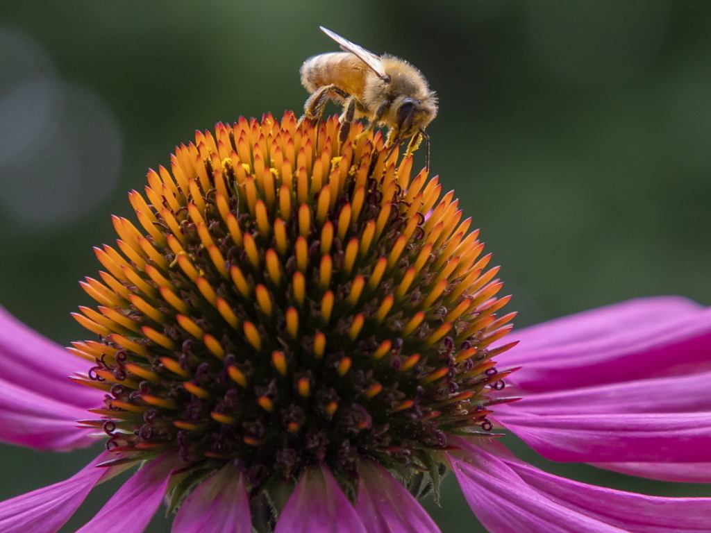 Les abeilles sauvages jouent un rôle plus important que ce qui était connu jusqu'à présent pour l'agriculture (archives).
