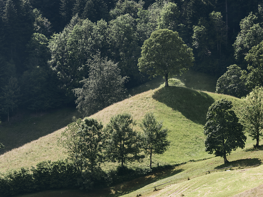 Les forêts suisses risquent de devenir plus diversifiées encore. (Archives)