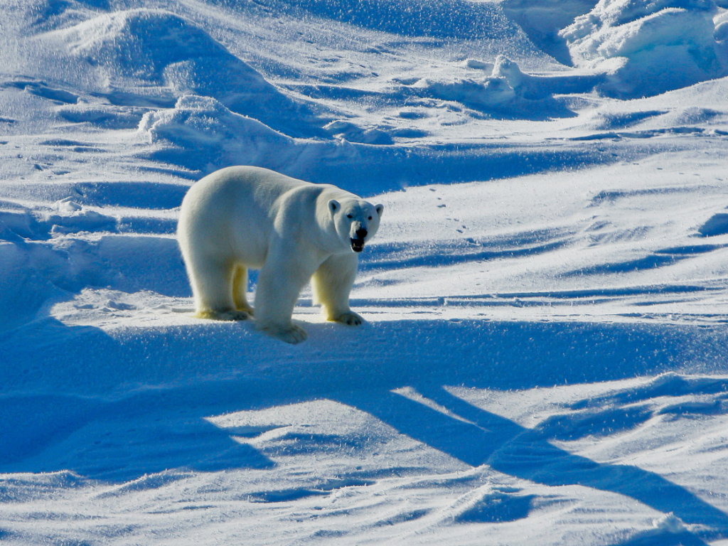 Le réchauffement climatique pourrait signer d'ici la fin du siècle la quasi extinction des ours polaires (archives).