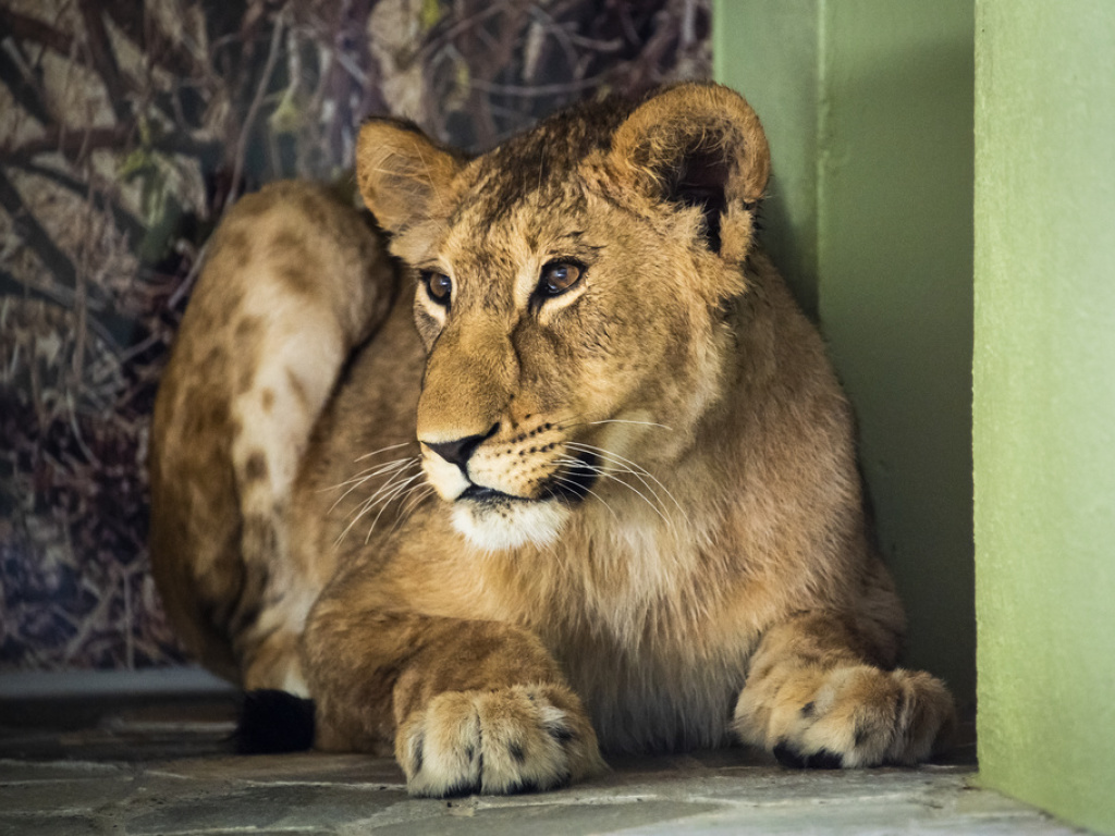 La jeune femelle lionne Malkia, 70 kilos, est arrivée jeudi à Servion (VD) en provenance du zoo de Copenhague.