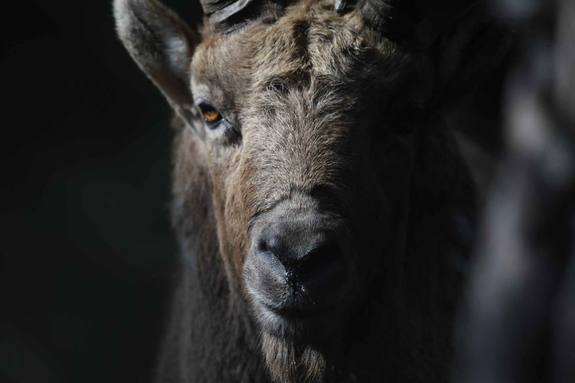 Avec son regard de chèvre et son impassibilité naturelle, le bouquetin a des allures de vieux sage. Son espérance de vie est d’environ 20 ans chez les femelles qui deviennent plus vieilles que les mâles.