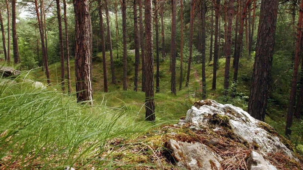 L'étude menée sur les pins sylvestres de Finges montre que l’intensité de la croissance des arbres dans des conditions plus humides peut avoir un effet positif sur plusieurs années sèches ultérieures.