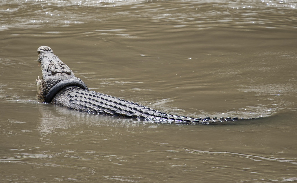 Le crocodile de deux mètres de long s'était caché dans le bassin d'irrigation du village (illustration). 