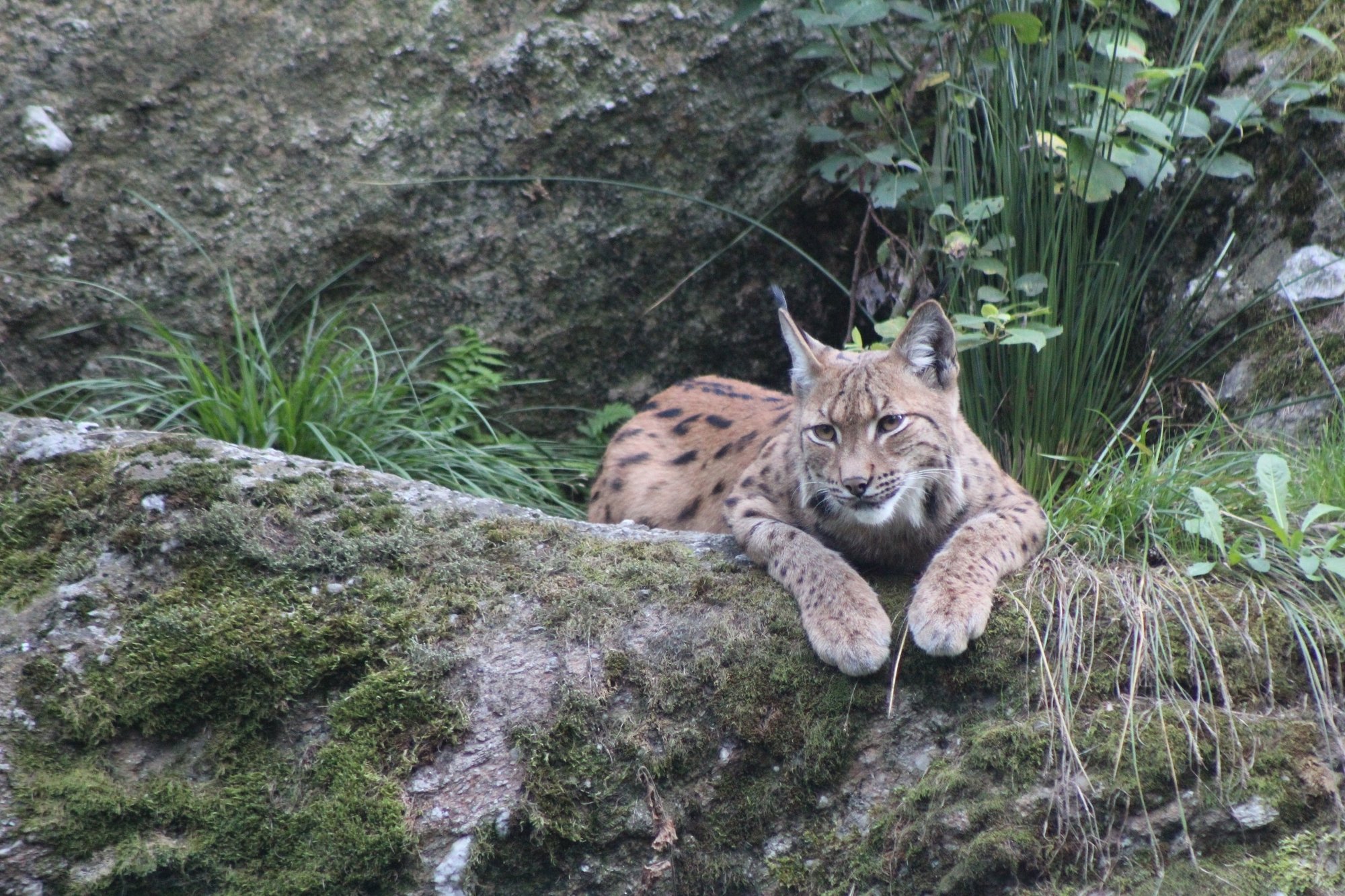 Le lynx est-il victime d'un braconnage toléré en Valais?