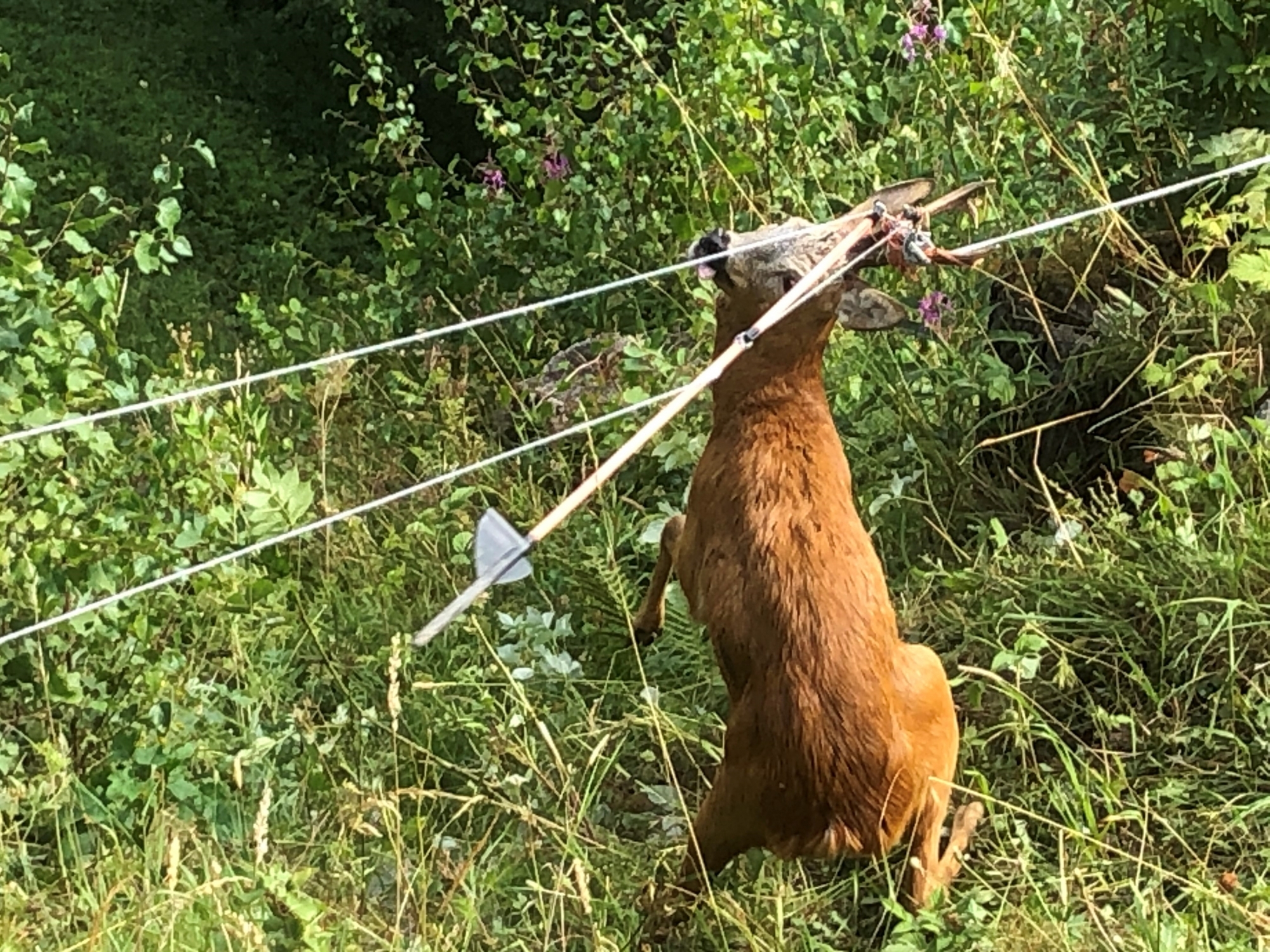 Les cornes du chevreuil restent coincées dans les filets. Celui-là a pu être libéré à temps par le garde-faune, mais tous n'ont pas la même chance.