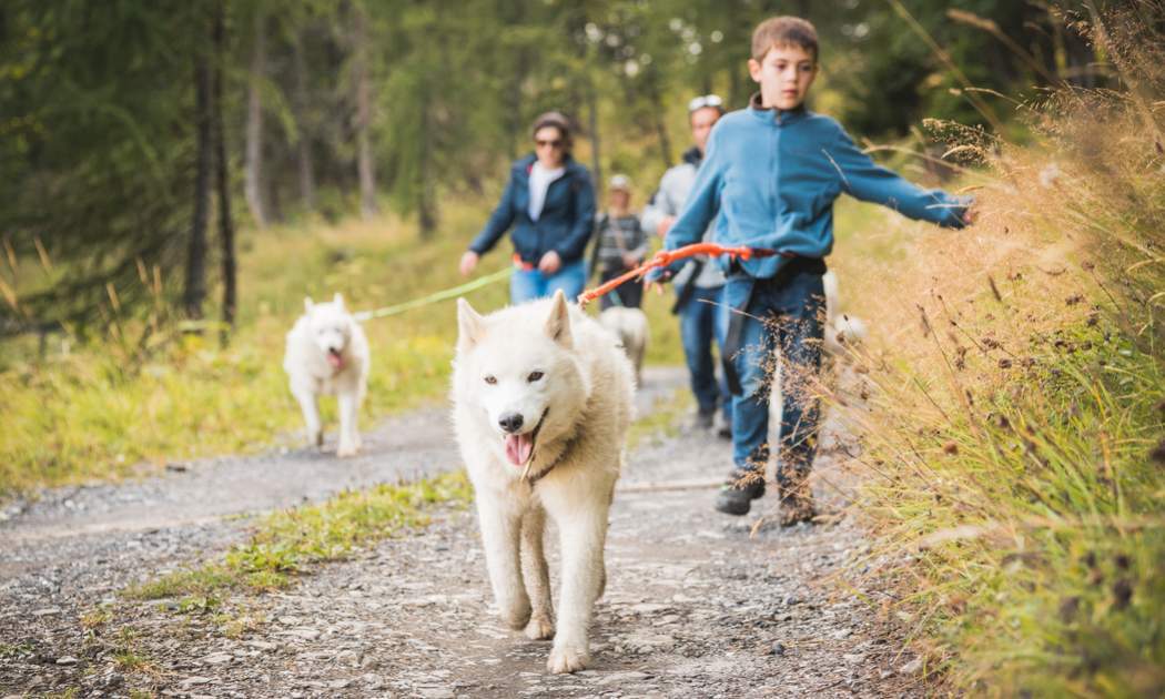 A Morgins, les cani-randonnées emmènent les curieux à la découverte du chemin des Ponts, guidés par des chiens de traîneau. Une fondue couronne l’expérience.